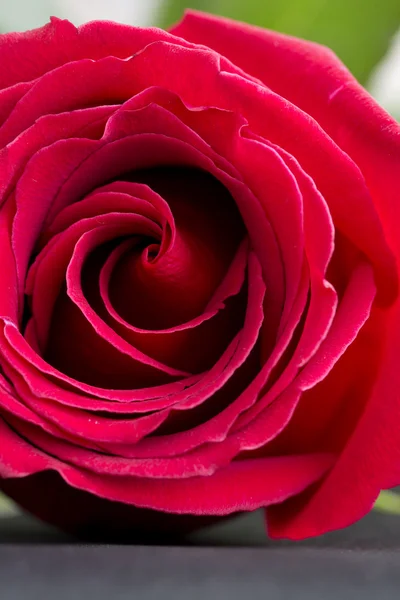 Rose — Stock Photo, Image