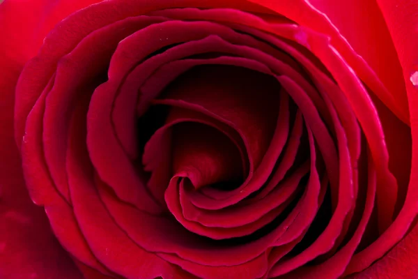 Rose — Stock Photo, Image