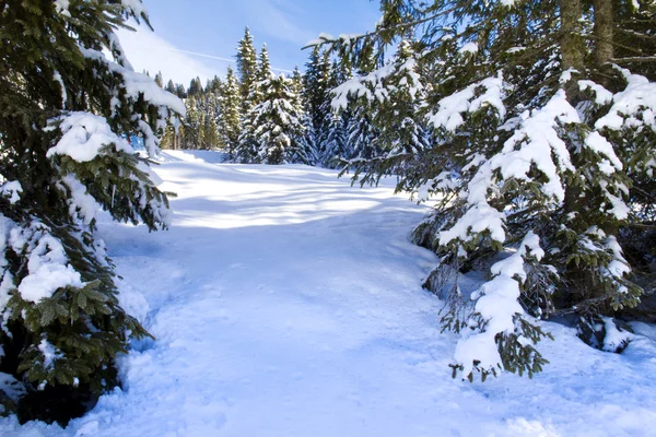 Snö — Stockfoto