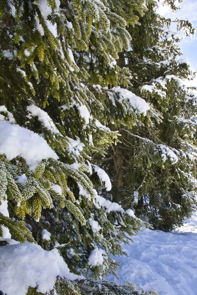 Snö — Stockfoto