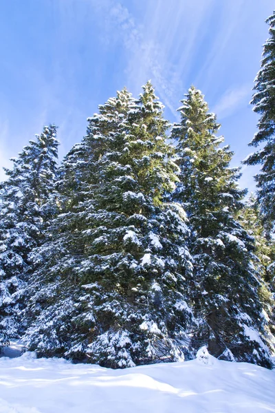 Snö — Stockfoto