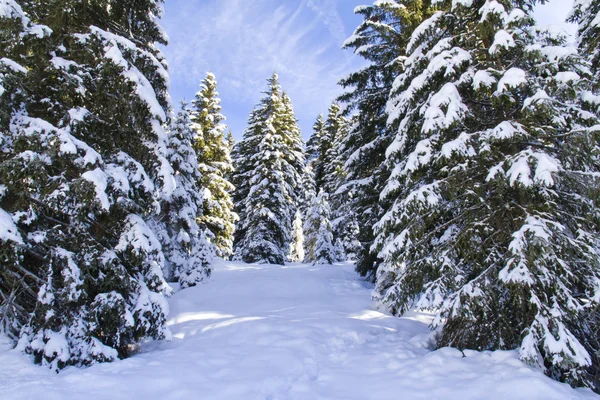 Snö — Stockfoto