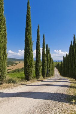 Selvi ağaçları satır ve bir beyaz yol kırsal manzara Montalcino içinde