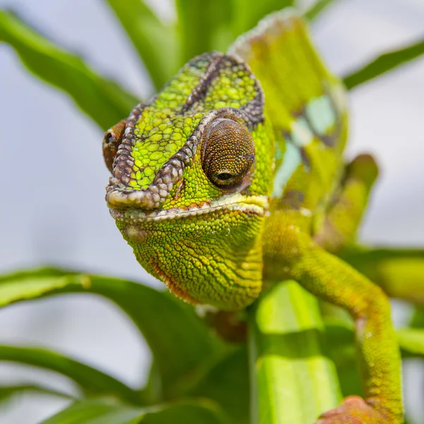 Chamäleon — Stockfoto