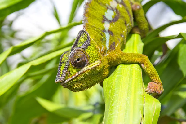 Chamäleon — Stockfoto