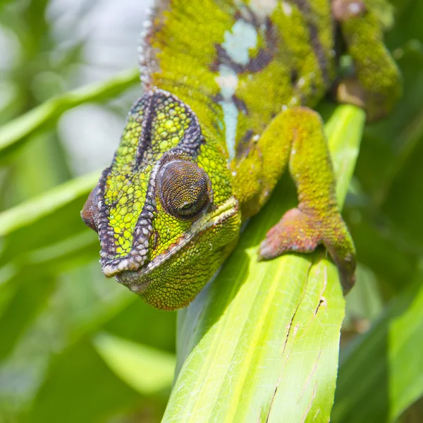 Chamäleon — Stockfoto