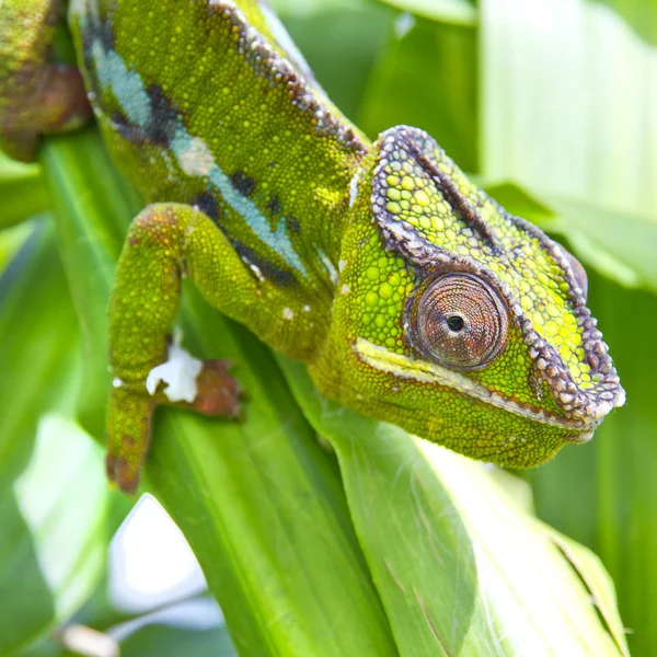 Chamäleon — Stockfoto