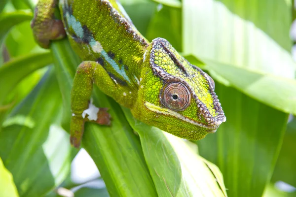 Chamäleon — Stockfoto