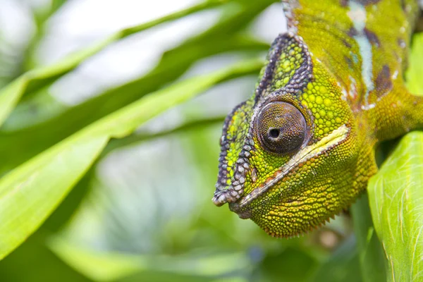 Chameleon — Stock Photo, Image