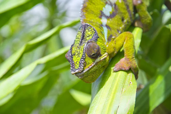 Kameleon – stockfoto