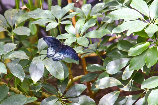 Borboleta — Fotografia de Stock