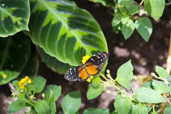 Butterfly — Stock Photo, Image