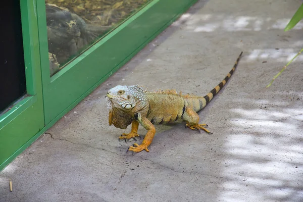 Iguana — Stock Photo, Image