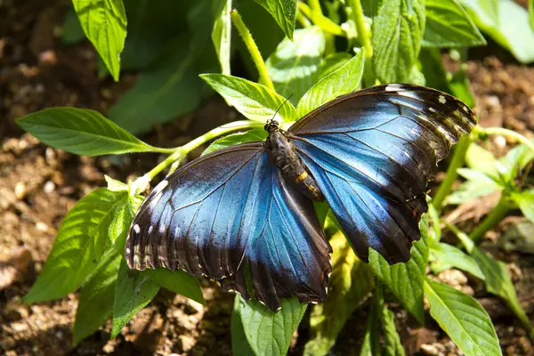 Butterfly — Stock Photo, Image