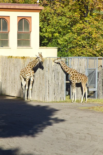 Giraffe in the zoo — Stock Photo, Image