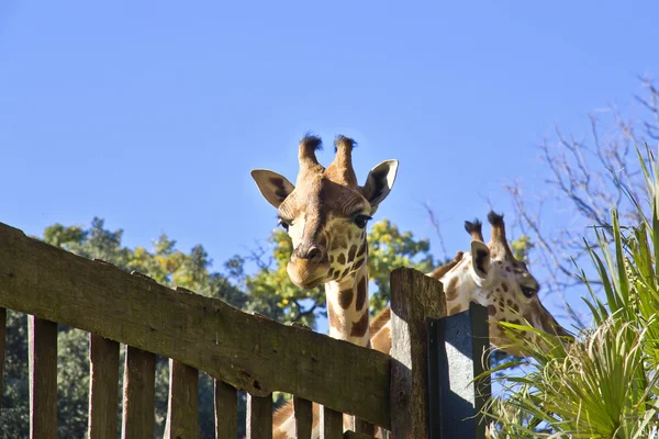 Giraffe in the nature — Stock Photo, Image