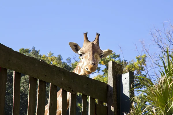 Giraffe in the nature — Stock Photo, Image