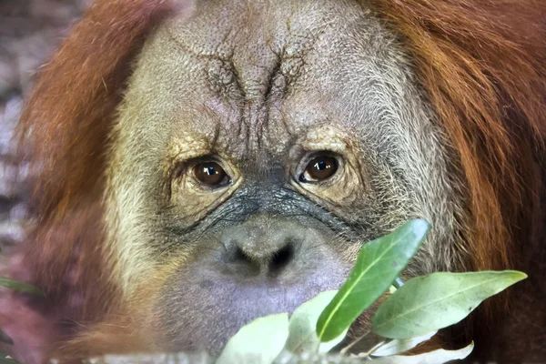 Orangutan — Stock Photo, Image