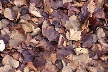 Sonbahar yaprakları yerde.