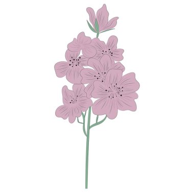 Yabani çiçekler. Çilek. El çizimi. Siyah gravür, grafikler, çizgi sanatı. Eski model. Siyah ve beyaz. İzole vektör illüstrasyonu.