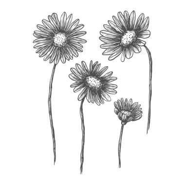 Yabani çiçekler. Papatya çayı. İzole botanik elementler. Kabartma. Yumurtadan çıkmak. Vektör illüstrasyonu.