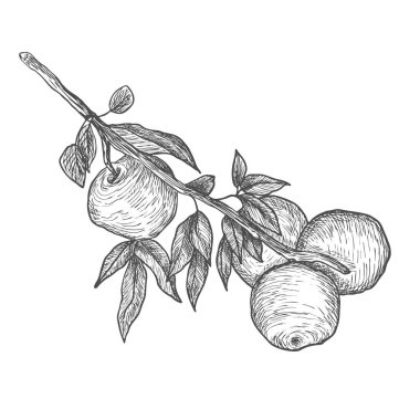 Elma ağacı dalı. Çizgi, eskiz, gravür, çizgi sanatı. İzole vektör illüstrasyonu.