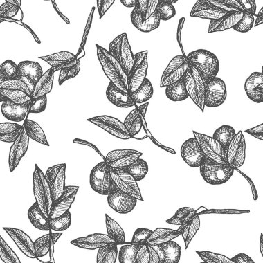 Erik ağacı dalı. Çizgi, eskiz, gravür, çizgi sanatı. Kusursuz desen. İzole vektör illüstrasyonu.