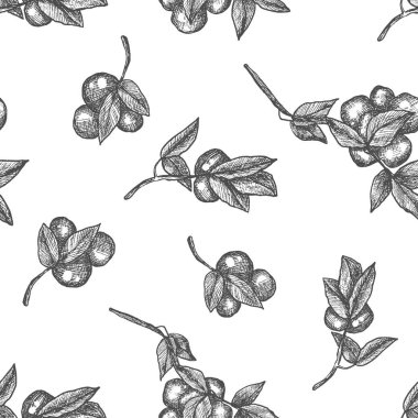 Erik ağacı dalı. Çizgi, eskiz, gravür, çizgi sanatı. Kusursuz desen. İzole vektör illüstrasyonu.