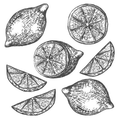 Limon ağacı dalı. Çizgi, eskiz, gravür, çizgi sanatı. İzole vektör illüstrasyonu.