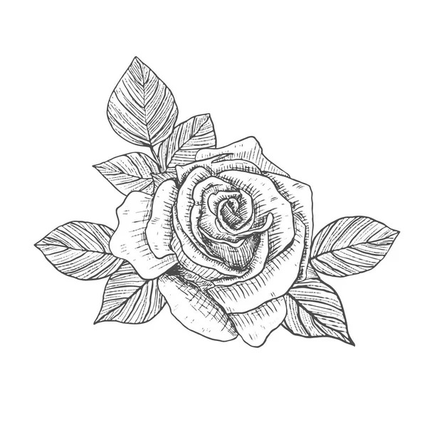 Süslü güller. Çiçek ve yaprakların çiçek aranjmanı. Düğün davetiyelerinin dekorasyonu için bir buket çiçek ve tebrik kartları. Siyah oymalar, grafikler, çizgi sanatı. Eski model. İzole vektör illüstrasyonu.