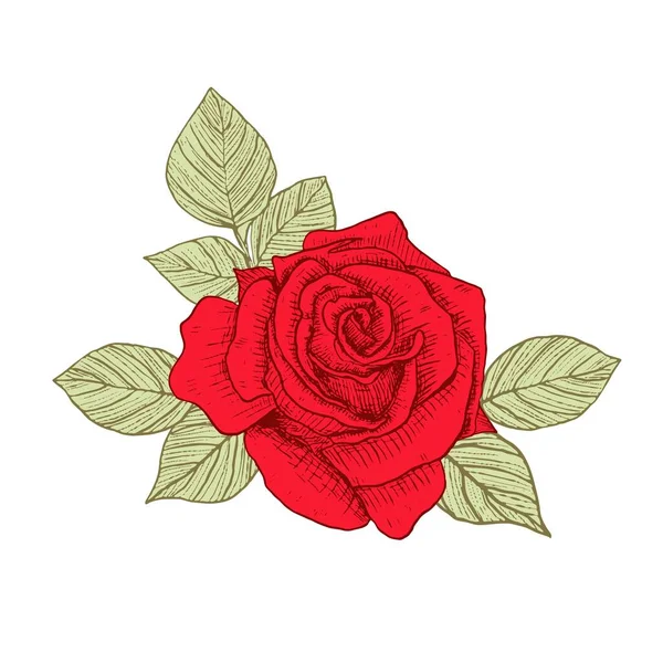 Διακοσμητικά Τριαντάφυλλα Ανθοσύνθεση Λουλουδιών Και Φύλλων Ένα Μπουκέτο Λουλούδια Για — Διανυσματικό Αρχείο