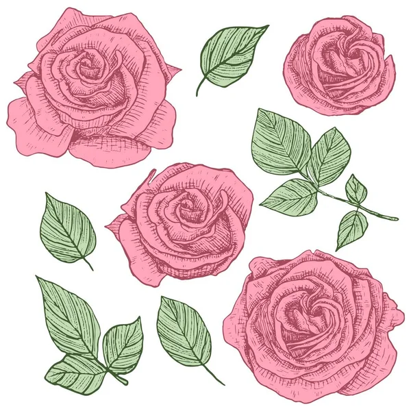 Τριαντάφυλλα Λουλούδια Φύλλα Και Κλαδιά Σετ Βοτανολογικών Στοιχείων Ζωγραφική Χεριών — Διανυσματικό Αρχείο