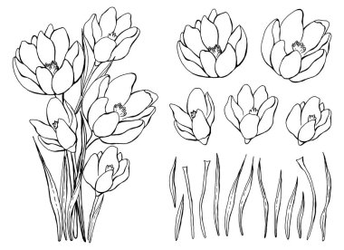 Bahar çiçekleri. Bir buket kardelen. Botanik elementler ayarlandı. El çizimi. Satır sanatı.
