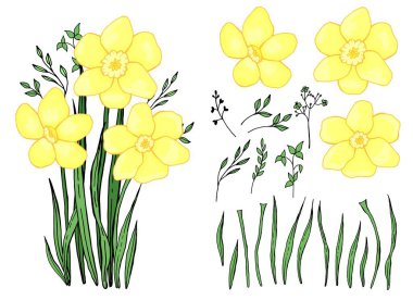 Bahar çiçekleri. Bir buket kardelen. Botanik elementler ayarlandı. El çizimi. Satır sanatı.