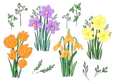Bahar çiçekleri seti. Çizgi çalışması. Vektör grafikleri. İzole elementler.