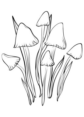 Mantarlar. Boyama, ataç sanatı, çizgi sanatı. Vektör izole illüstrasyonu.