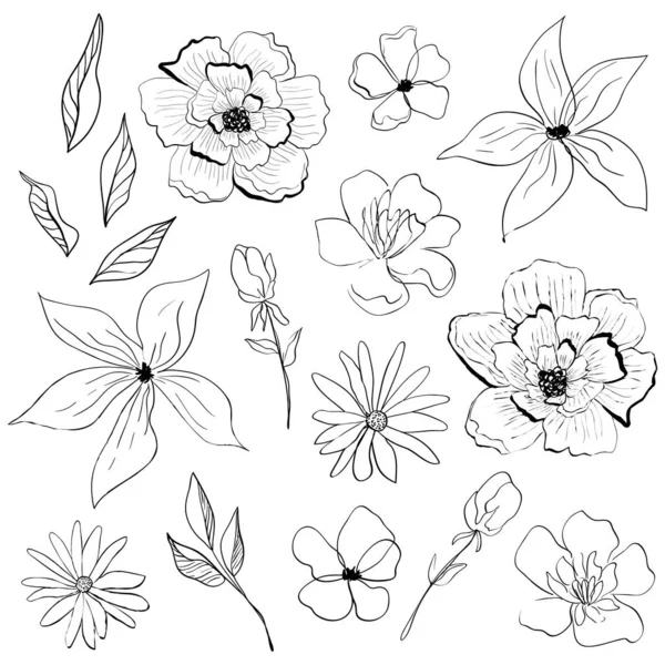 Set Fiori Foglie Raccolta Schizzi Vettoriali Illustrazioni Line Art Elementi — Vettoriale Stock