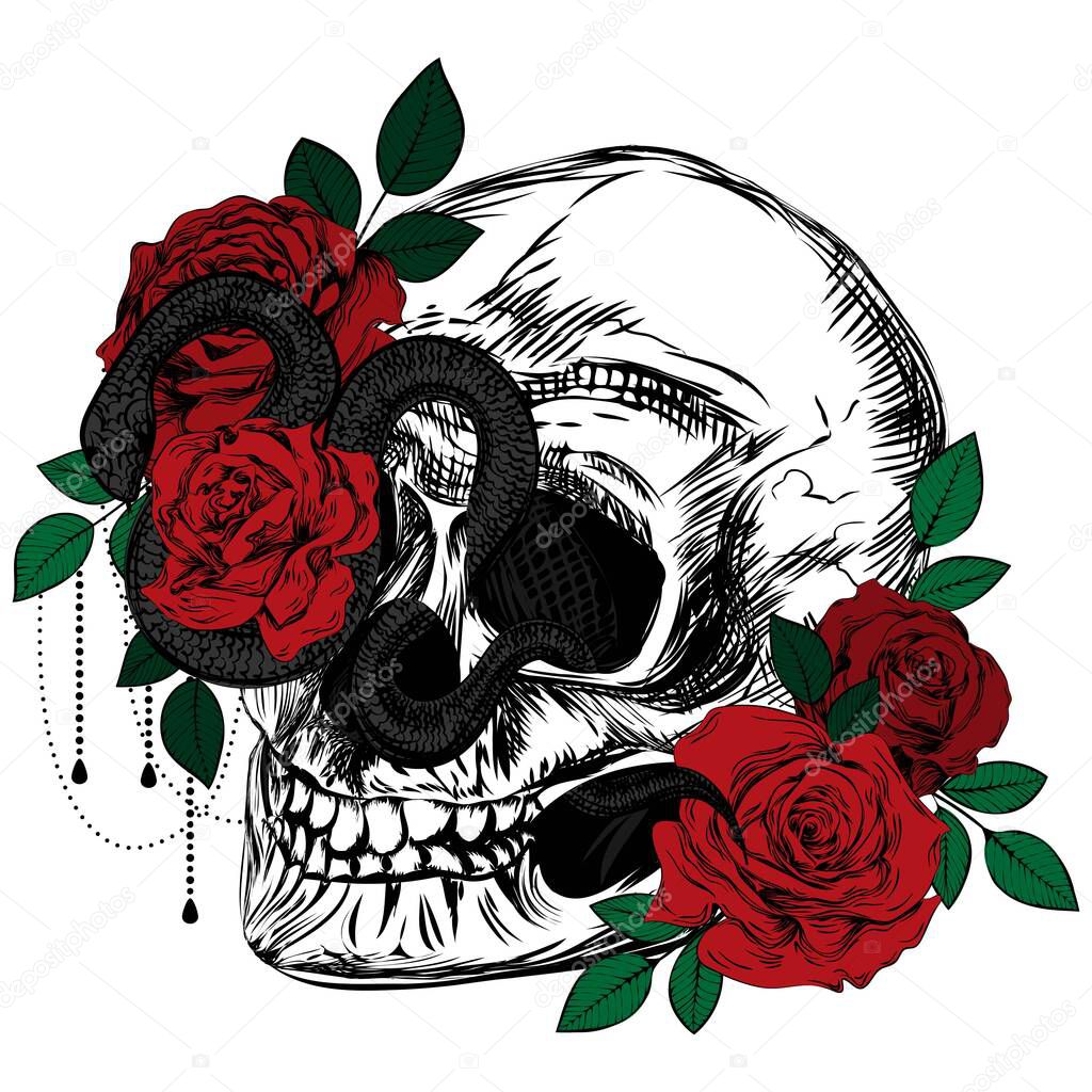 Bouquet of roses, snake and skull.  Colored botanical line art illustration. Sketch. Gothic vintage tattoo.