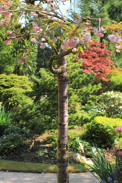 Le cerisier japonais fleurit dans un beau jardin printanier — Photo