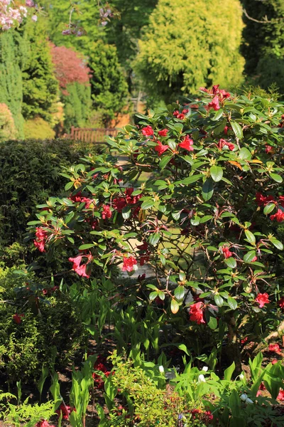 Schöne Azaleen-Blüten im Frühlingsgarten — Stockfoto