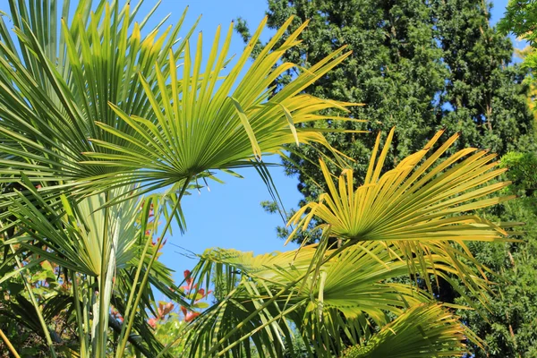 Hermosas palmeras en el jardín de primavera — Foto de Stock