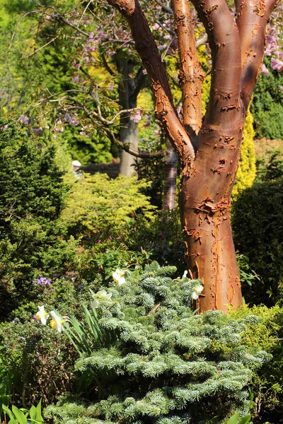 Beautiful spring garden in Scotland — Stock Photo, Image