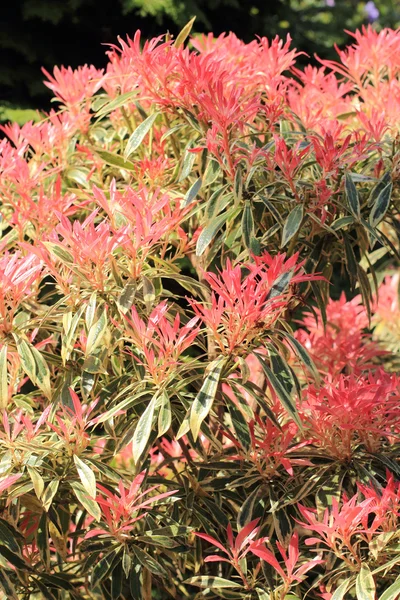 Linda Pieris 'Chama Florestal' no jardim da primavera — Fotografia de Stock