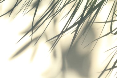 Yaprakları ile güzel hassas arka plan 