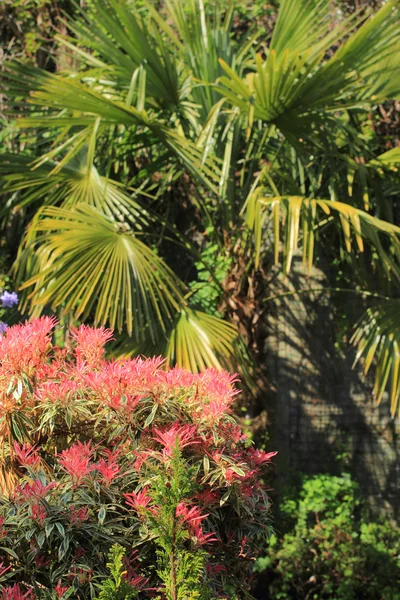 Hermosa Pieris 'llama del bosque' en el jardín de primavera — Foto de Stock