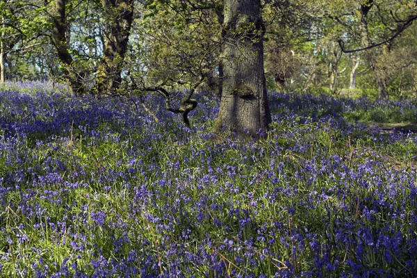 Güzel bluebells orman ilkbaharda, İskoçya