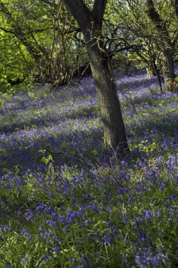Güzel bluebells orman ilkbaharda, İskoçya