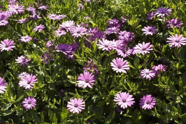Bahçede güzel mor Osteospermum çiçek