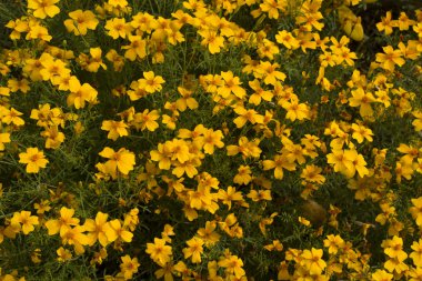 Bahçede güzel büyük (sitrin) çiçek