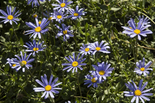 Όμορφη μπλε Osteospermum λουλούδια στον κήπο — Φωτογραφία Αρχείου